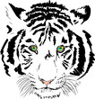 white tiger head