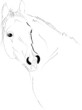 horse head vector