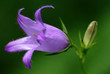 Canterbury bellflower (Campanula latifolia)