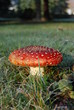 Fliegenpilz