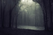 Light in the forest
