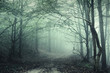 Fog in the forest