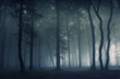 Forest fog