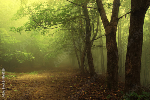 Photo: Green forest with fog Green forest with fog