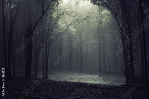 Photo: Light in the forest Light in the forest