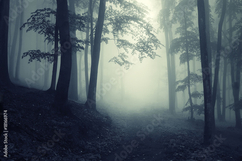 Photo : Forest Forest