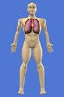 Human Anatomy