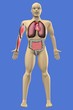 Human Anatomy