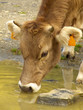 Vaca bebiendo en un charco de agua en la montaña Vaca bebiendo en un charco de agua en la montaña