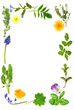 Herb Leaf and Flower Border