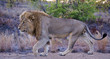 The Male lion walks up to the photographer