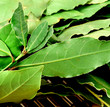 Green Bay leaves Green Bay leaves