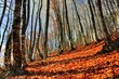 Forêt d'automne