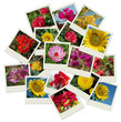 Flowers photo shots collage background