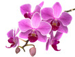 Photo en ligne au meilleur prix pink orchid phalaenopsis on white background