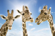 Giraffen wd273