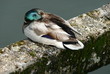 canard