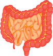 intenstine