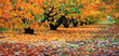 Couleurs d'automne
