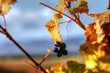 Raisin d'automne