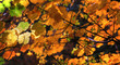 Feuillage d'automne