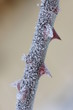 Rodedornen vereist macro