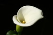 Calla vor schwarzem Hintergrund