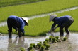 Paysans Vietnam Paysans Vietnam