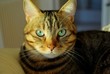 Photo: chat tigre chat tigre