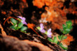 violet flowers