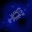 Signes Zodiaques