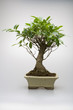 Bonsai tree in pot
