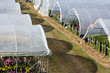 greenhouse
