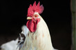 Portrait of a rooster