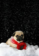 Mops im Schnee Mops im Schnee