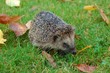 igel