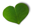 une feuille de trèfle vert symbole de l'environnement - green