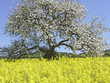 Frühling