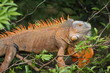 Costa Rican Iguana