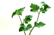 Liebstöckel - Levisticum officinale