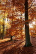 Herbstwald
