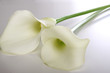 Foto: Weiße Calla Weiße Calla