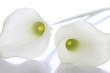 Weiße Calla