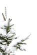 pine tree with snow pine tree with snow