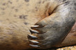 Seehundflosse