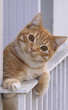 Chat au balcon Chat au balcon