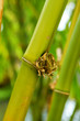 Bamboo
