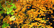 Feuillage d'automne