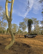 Photo en ligne au meilleur prix On Safari under fever trees in South Africa