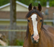 Photo: Brown quarter horse close up Brown quarter horse close up